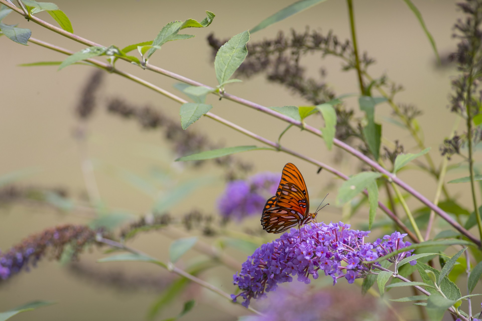 Butterfly and Plants